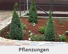 Pflanzungen