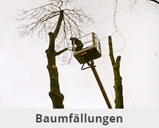 Baumfällungen